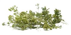 Ρίγανη σε ματσάκι - herbs