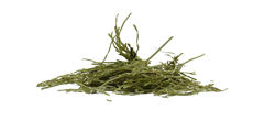 Prêle (Equisetum) - herbes