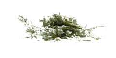Common Germander - herbs
