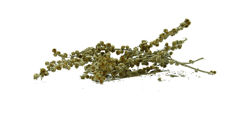 Αψιθιά - herbs